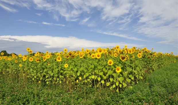 <p>Een veld vol met zonnebloemen.</p>