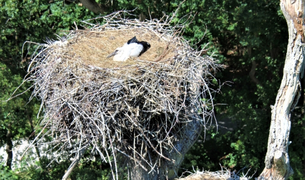 <p>Ooievaars op nest.</p> 
