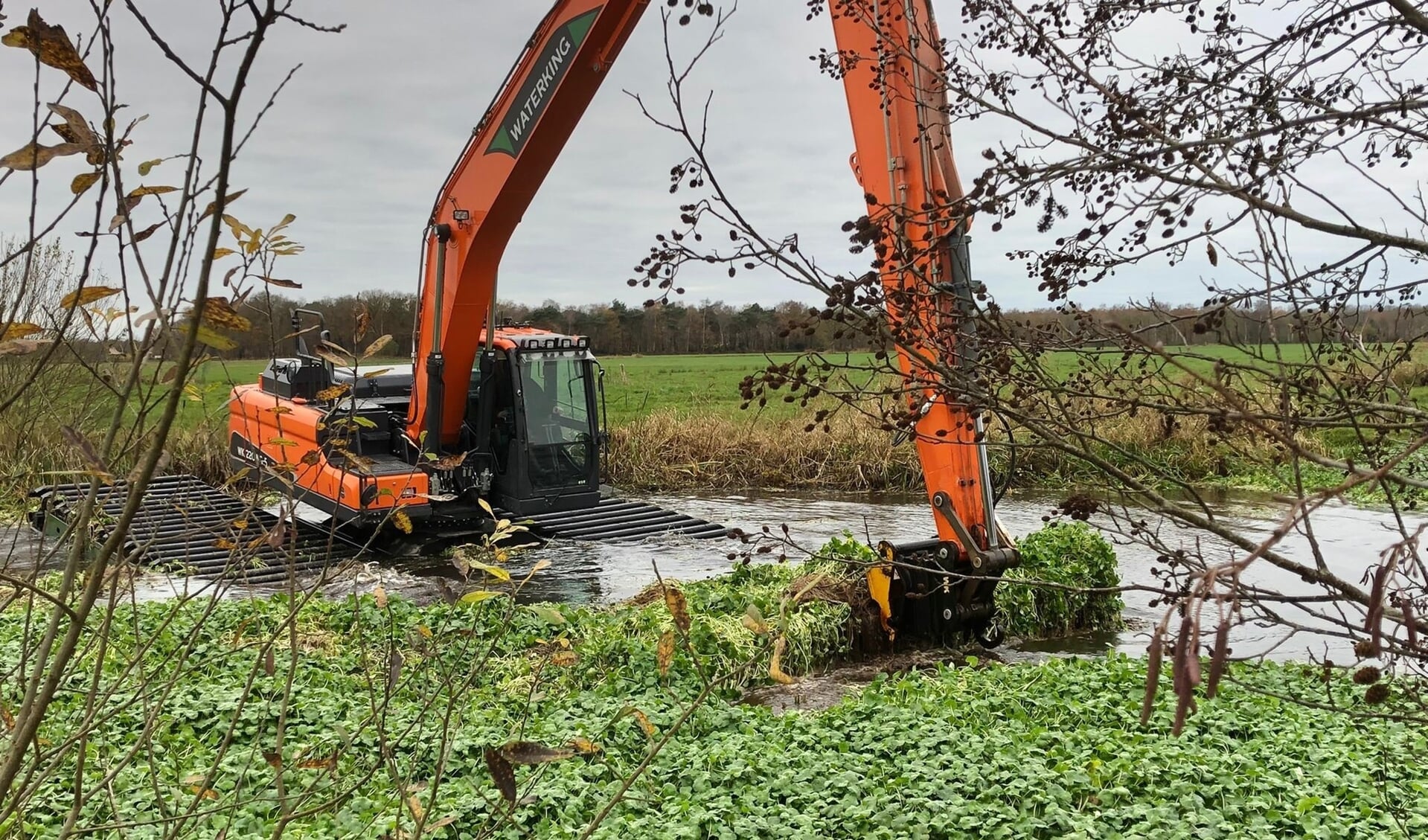 Het verwijderen van de grote waternavel vergt extra geld, verwacht het dagelijks bestuur van Wetterskip Fryslân.