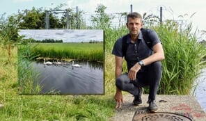 Mysterie van verdwenen zwanen opgelost