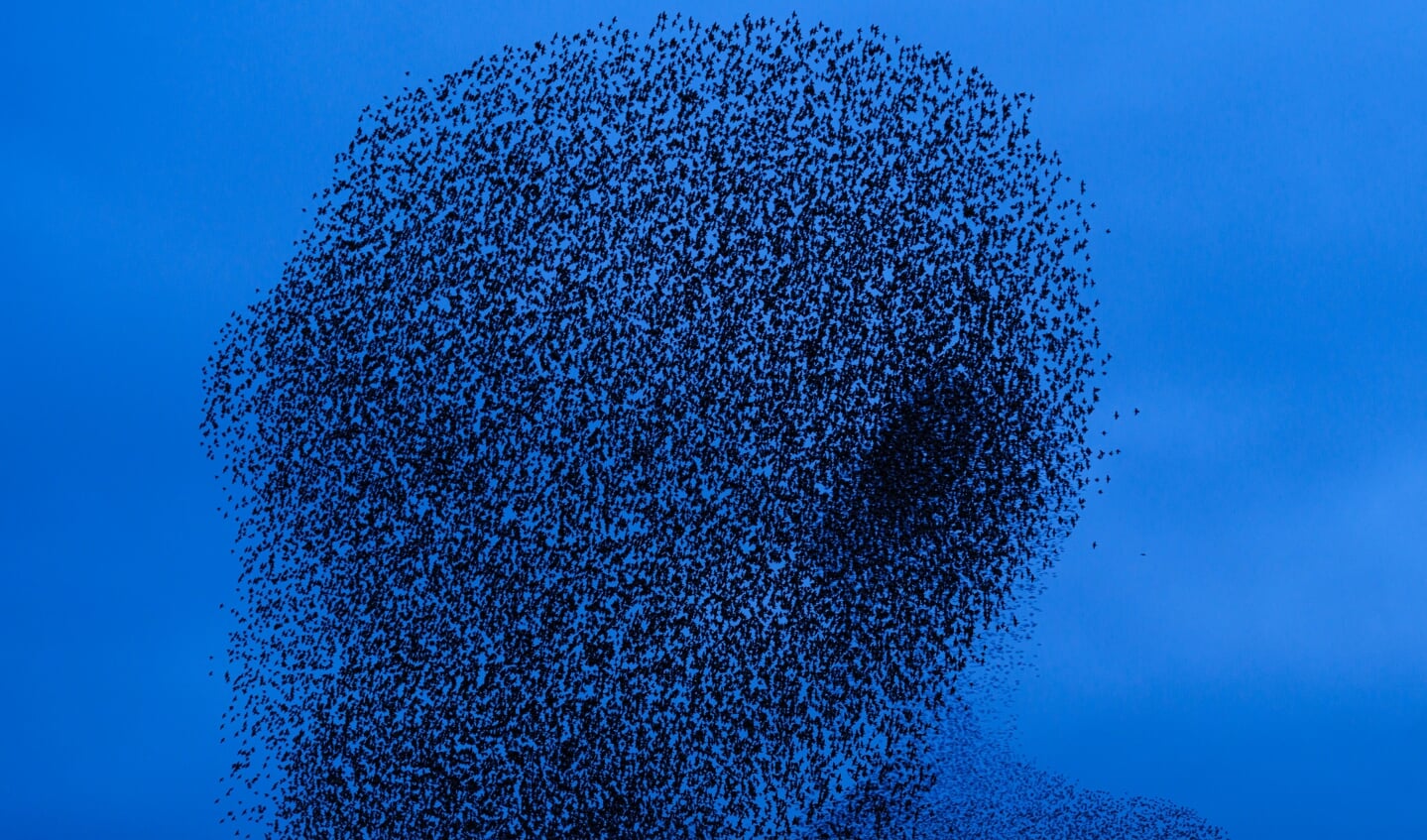 From the series Murmurations