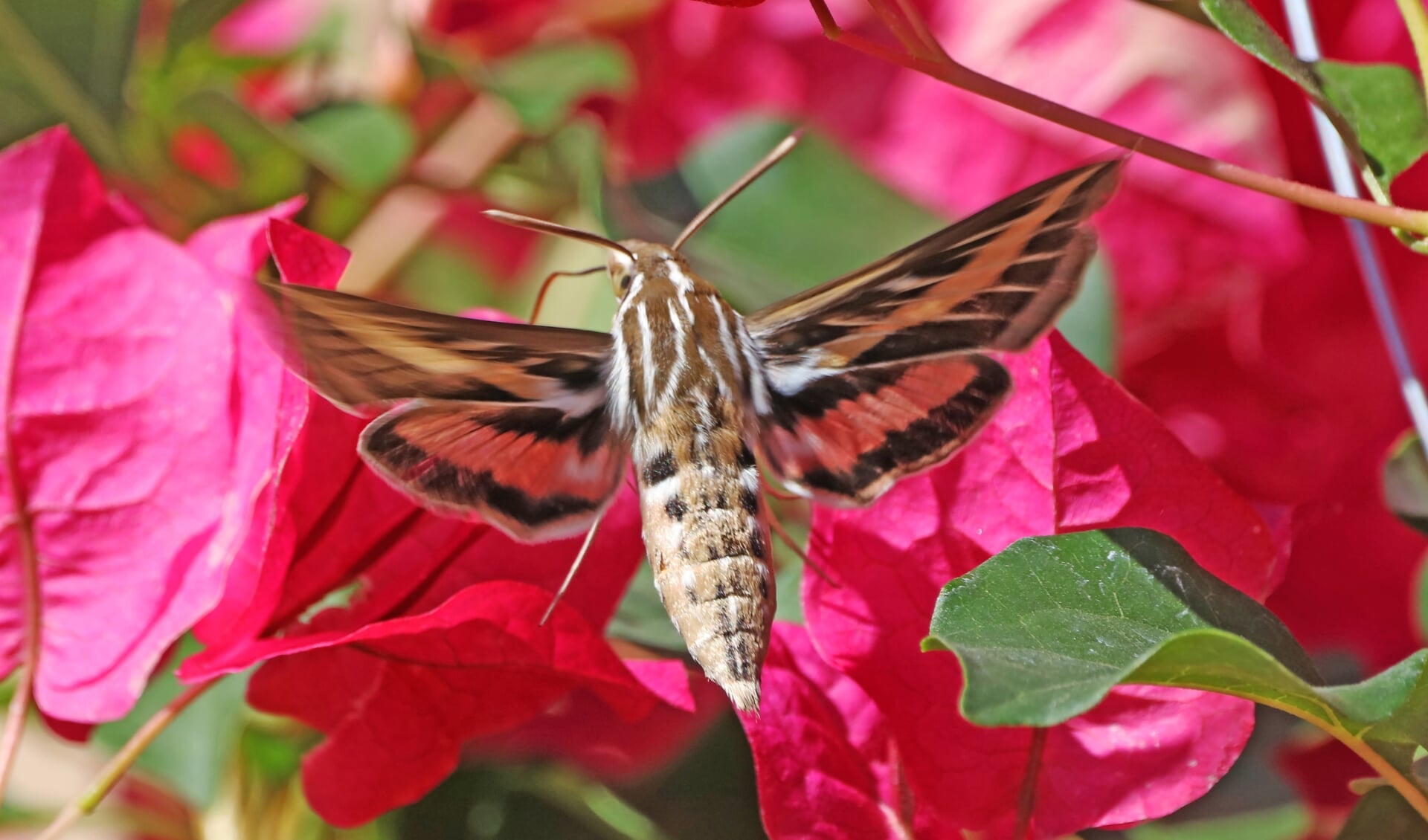 De kolibrievlinder is zowel dag als nacht actief.