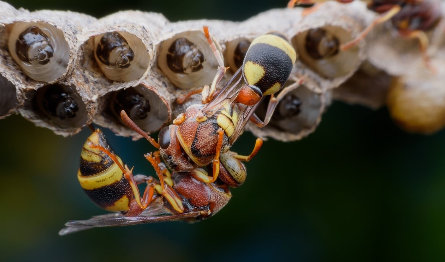 Wespen bij de aanbouw van een nest.