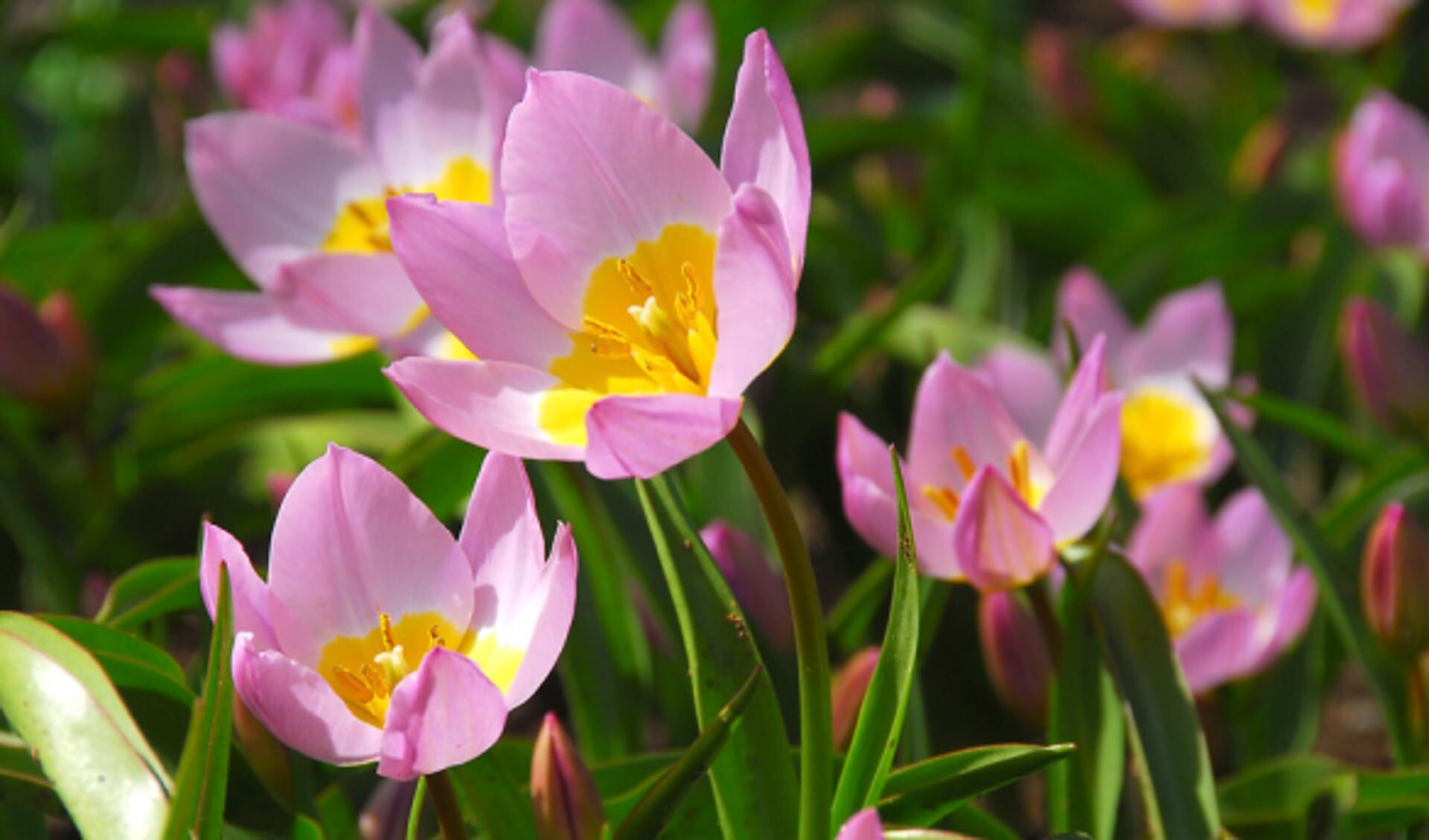 Tulipa bakeri 'Lilac Wonder'.