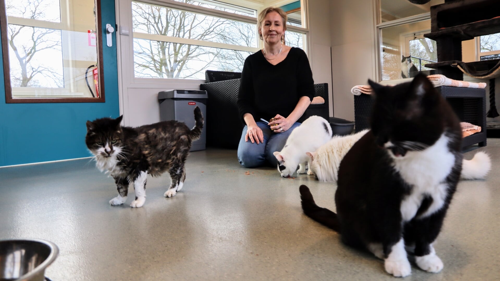 Beheerder Rixt Jellesma in één van de kattenverblijven bij Stichting Kat in Nood