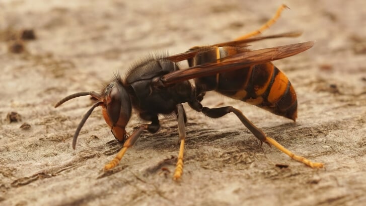 Close-up van een Aziatische hoornaar, die een bedreiging vormt voor de Europese honingbij.
