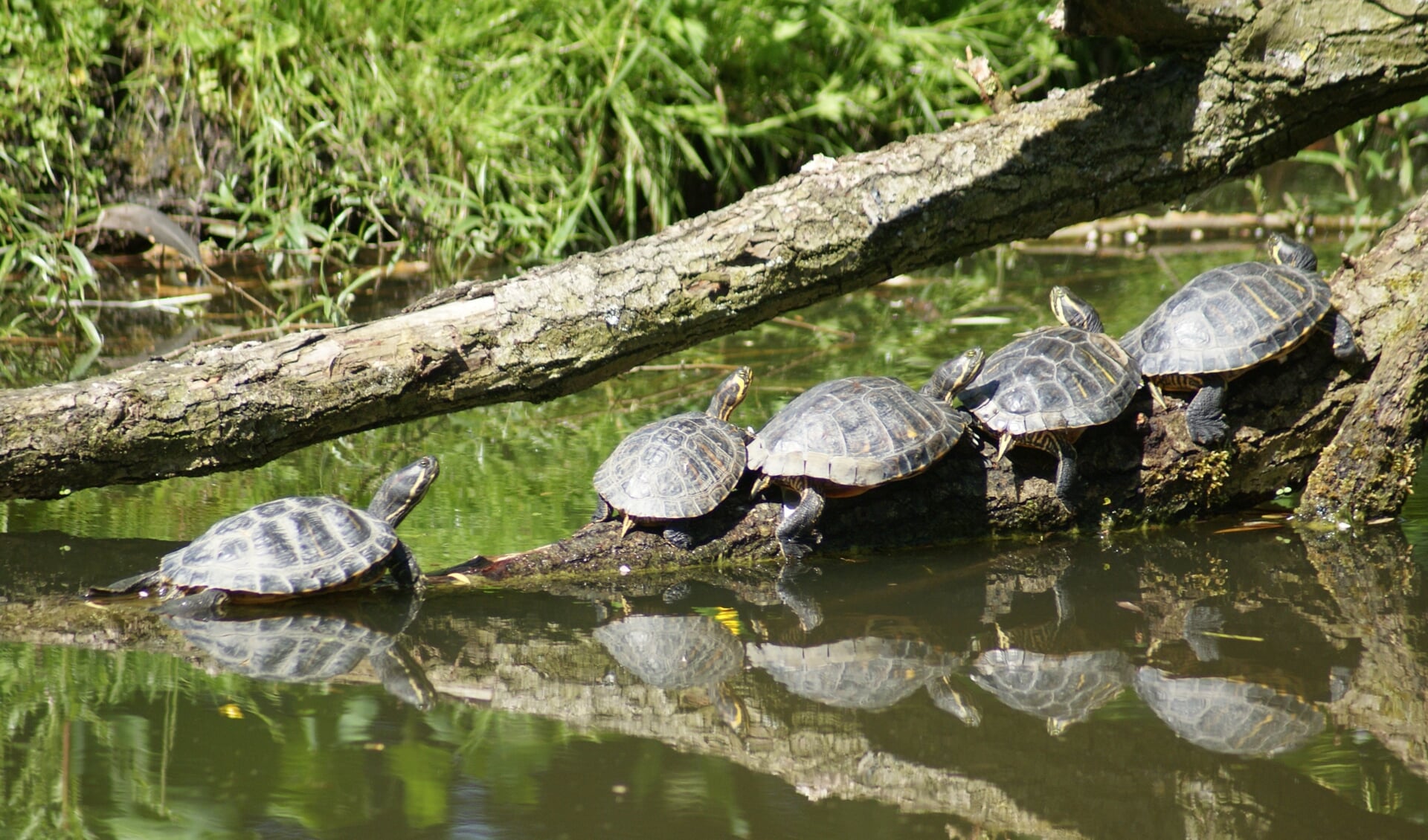 Letterschierschildpadden zijn 'invasieve exoten'.