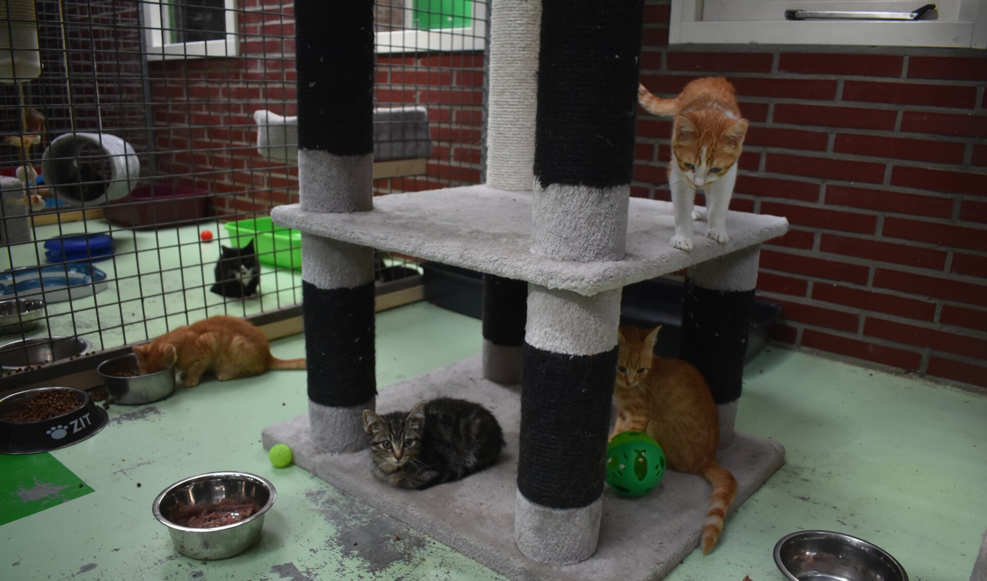 Voor de jonge katjes zijn drie extra hokken gebouwd bij 'Adventure'.