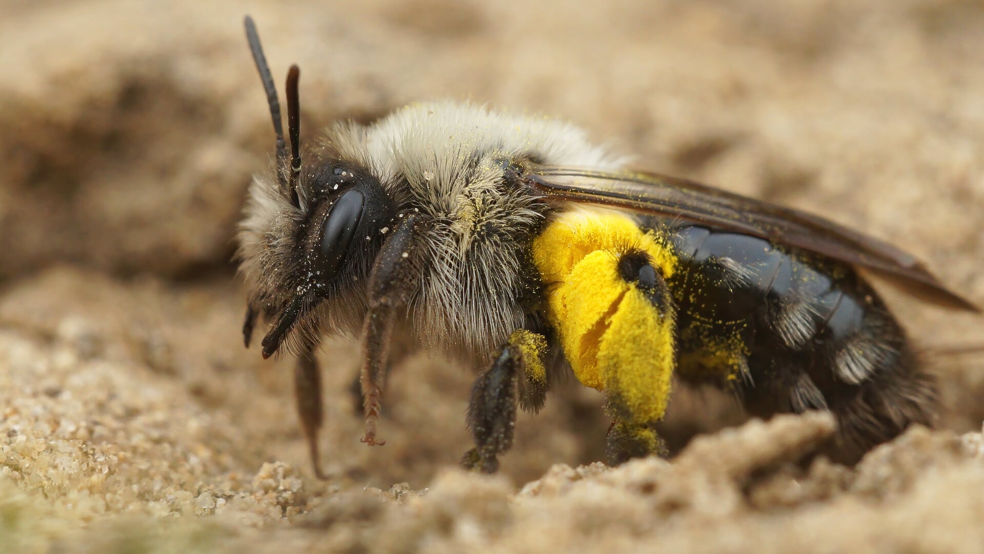 Een vrouwtje grijze zandbij met pollen van een wilg.