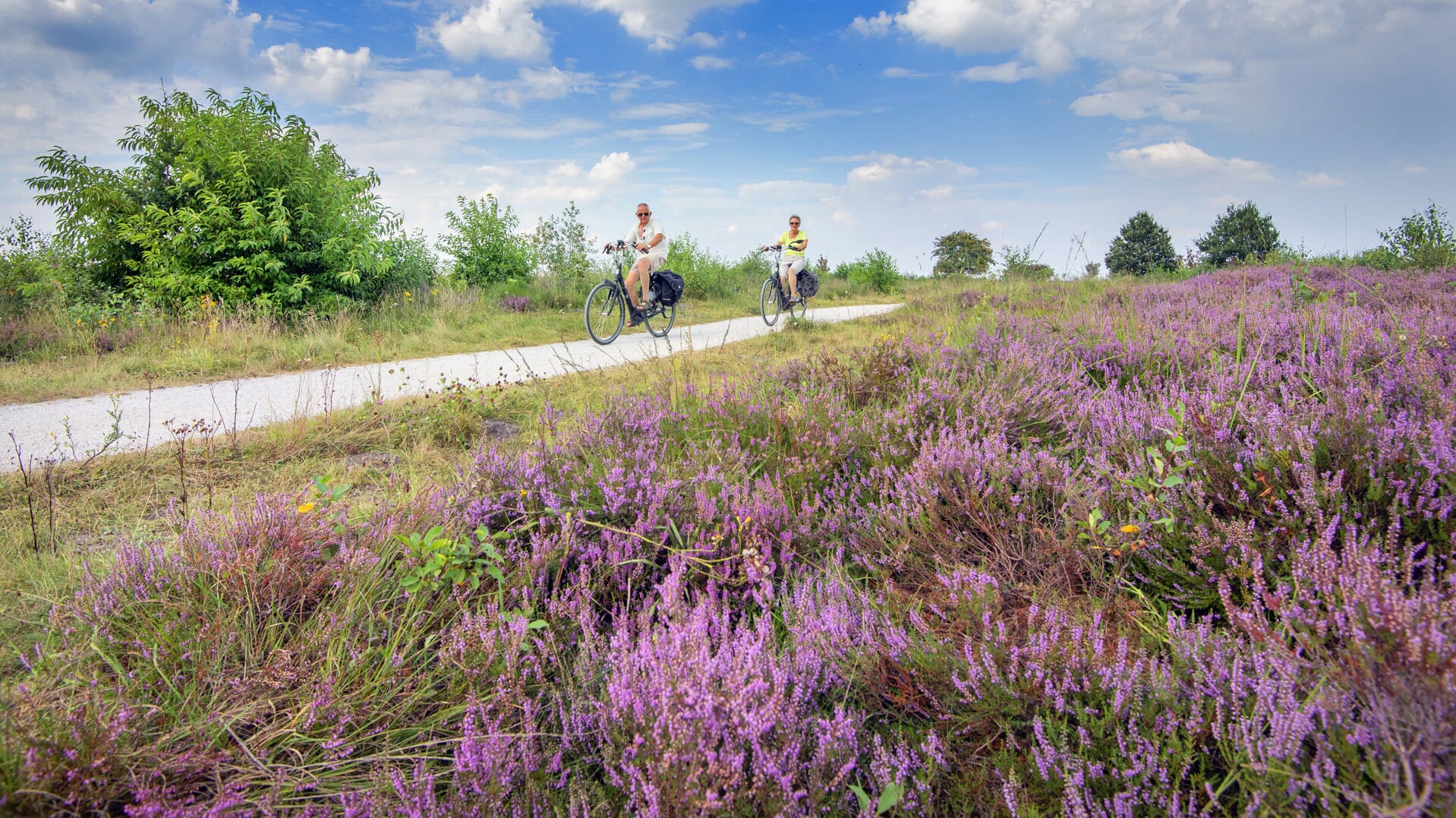 Op vele plekken in Friesland staat de heide volop in bloei, zoals hier langs het fietspad door het Fochteloerveen bij Fochteloo.