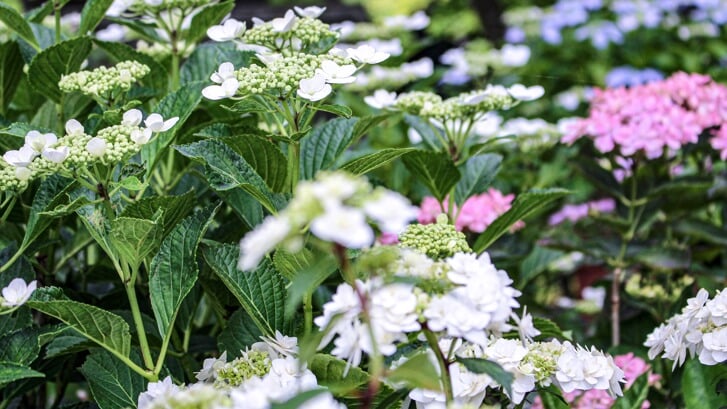 Vaste planten: een musthave voor je tuin!.