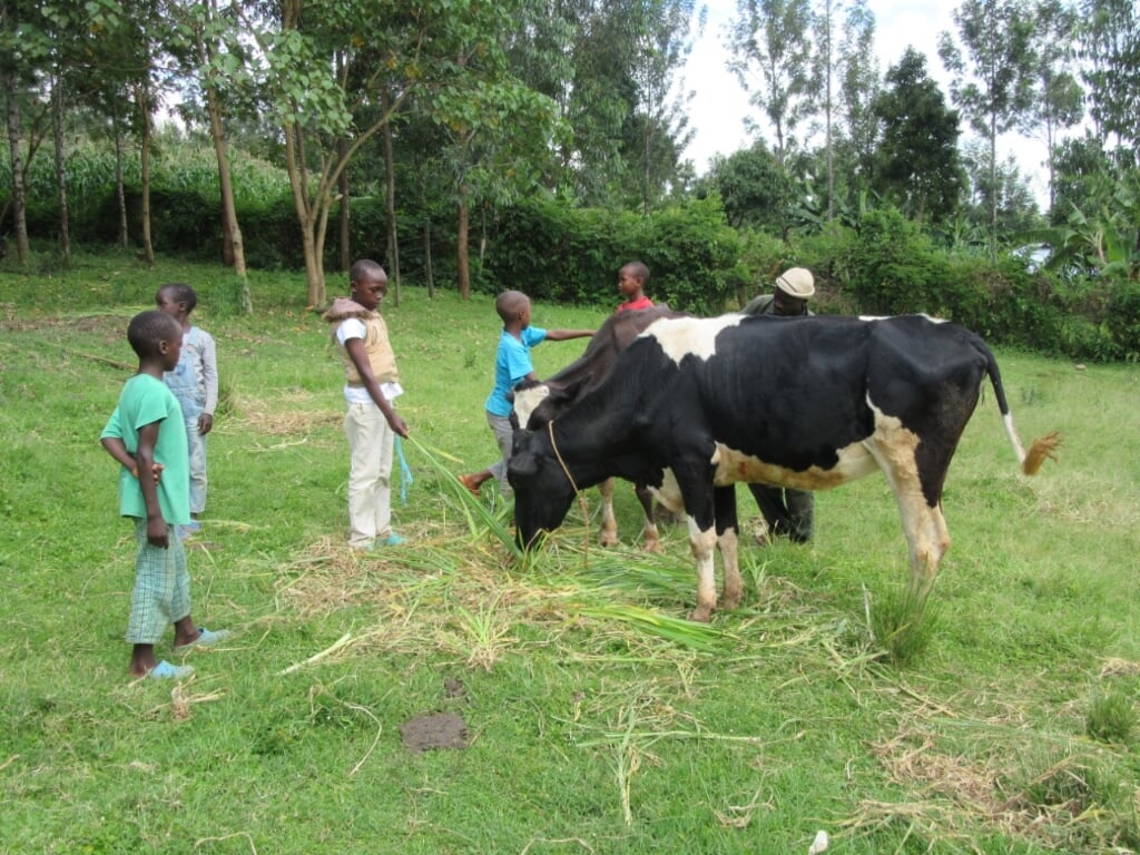 De kinderen die de aangekochte dieren begroeten na aankomst op de schoolboerderij. 