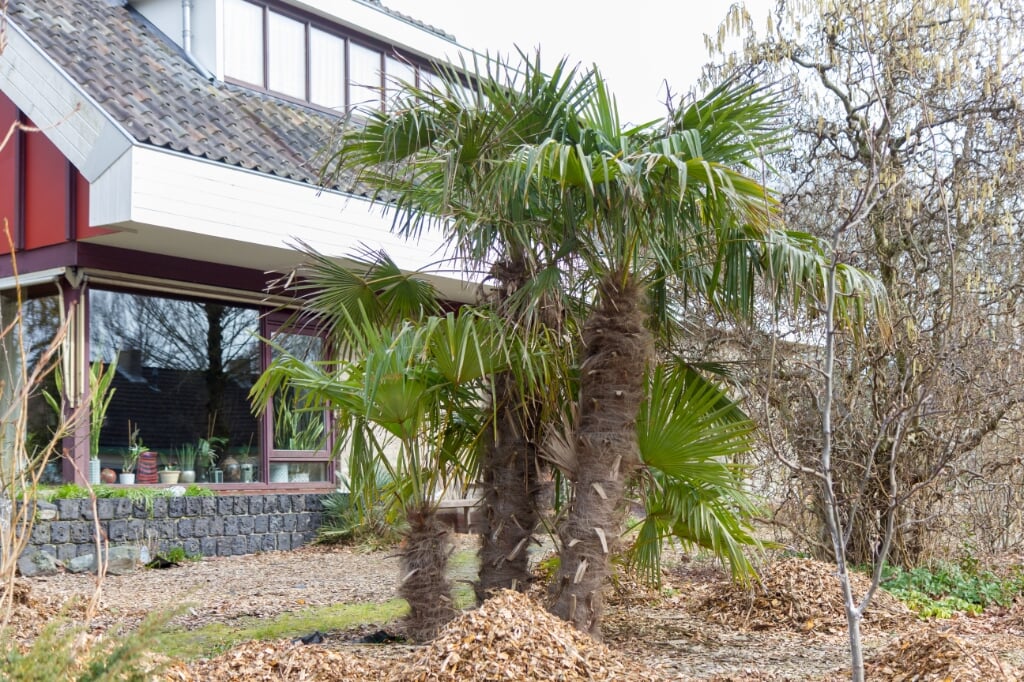 Een trachycarpus fortunei met drie stammen in een tuin in Burgum. Op de achtergrond staat een kleine chamaerops humilis cerifera.