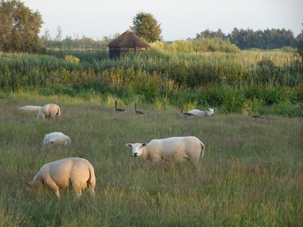 De Kraanlannen nabij De Veenhoop.