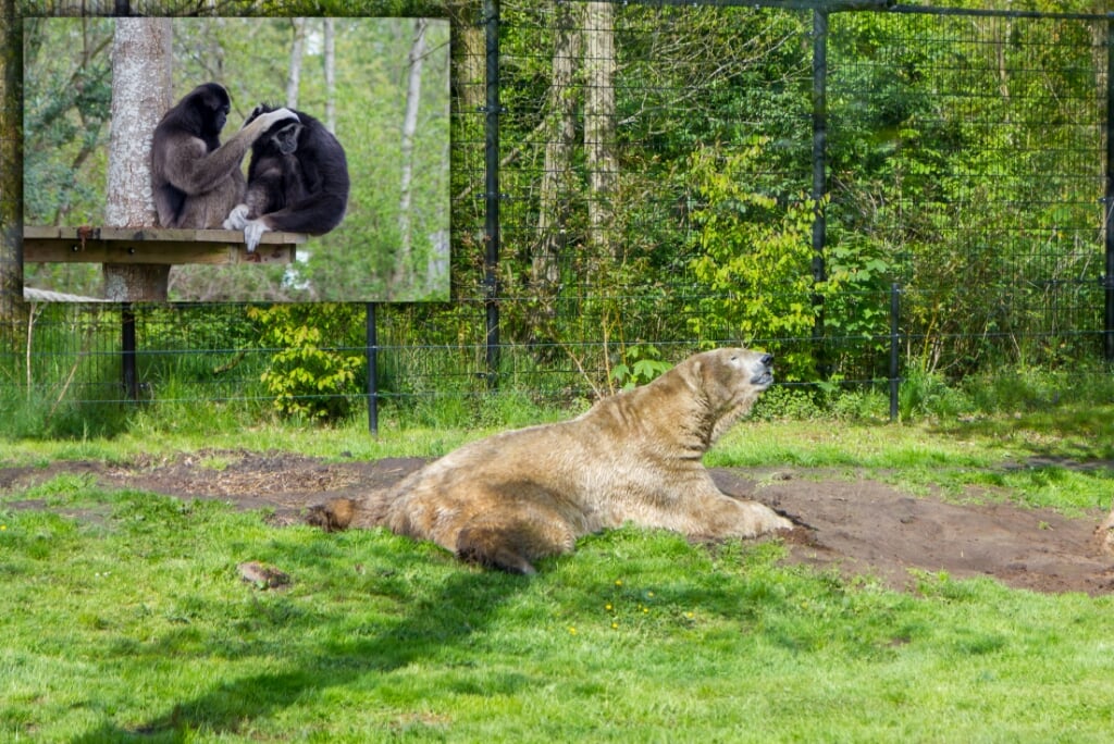 IJsbeer Rocky ligt lekker in het gras. Het inzetje toont de gibbons. Eén van beide had de redacteur van dit artikel, net voor de foto gemaakt werd, even laten schrikken door op het raam van zijn verblijf te bonken.