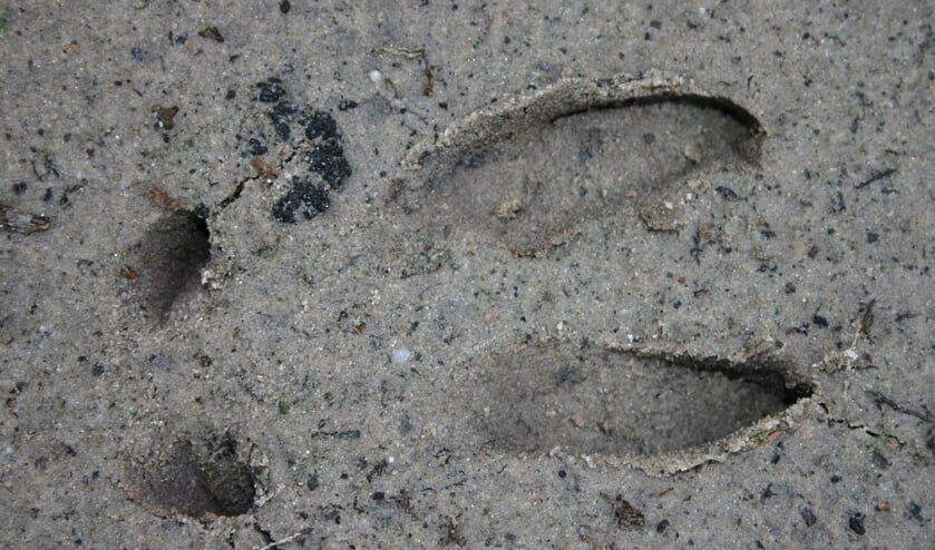 Ree. Foto: Natuurmonumenten