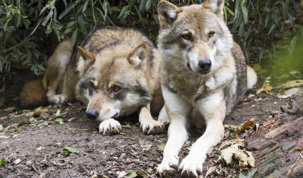 De Europese wolf, Canis Lupus.