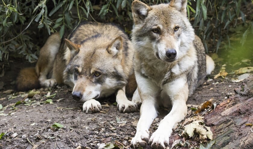 De Europese wolf, Canis Lupus.