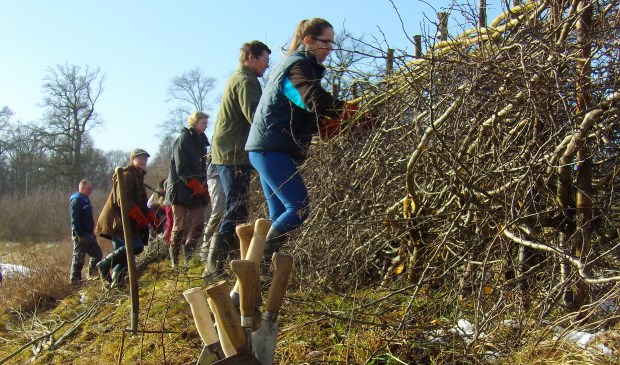 Aan de slag met billhook en bijl om de haag te leggen en vlechten.