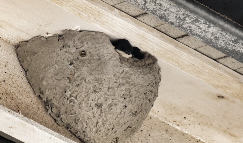 Zwaluw op casco kunstnest