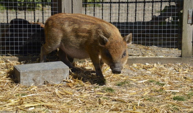 Minivarkentje Peppa struint lekker rond. Foto: Marion Verhaaf