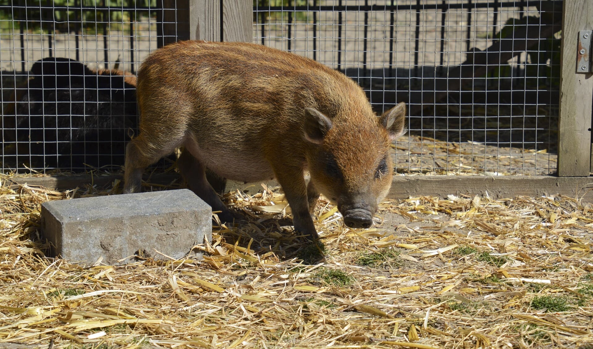 Minivarkentje Peppa struint lekker rond. Foto: Marion Verhaaf