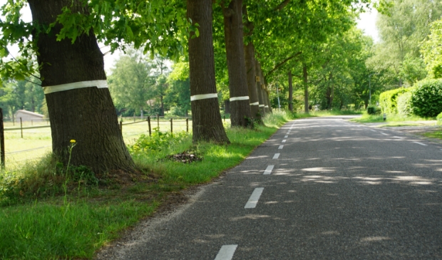 Plakstrips om bomen langs een straat. Rupsen steken over.
