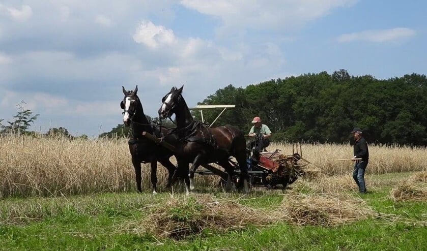 De rogge word met paarden geoogst en uiteindelijk op schoven gezet. Foto: Marie Bello-Boom.