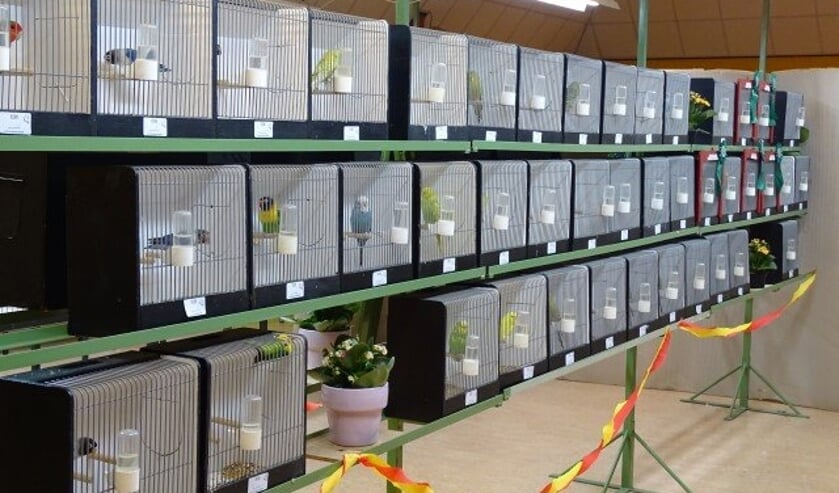 <p>Prachtige Vogelshow 'Tot Ons Genoegen'.</p>
