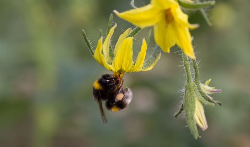 <p>Hommel met gele stuifmeelklompjes</p>
