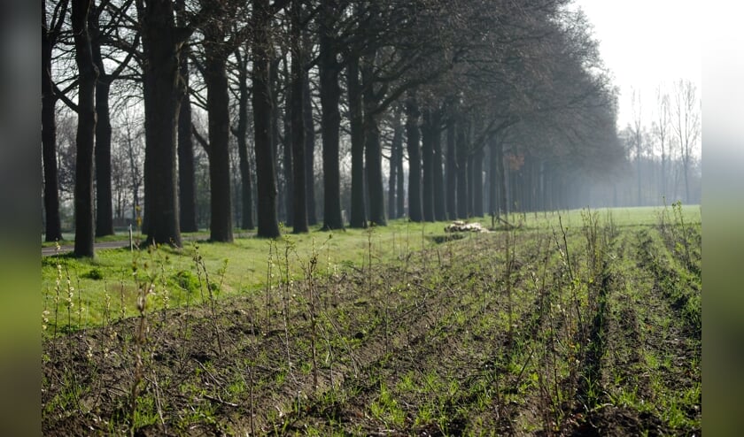 <p>In deze nieuw aangelegde houtsingel is een grote diversiteit aan (fruit)bomen en struiken gebruikt. Foto: Yvonne Buis-Franken</p>