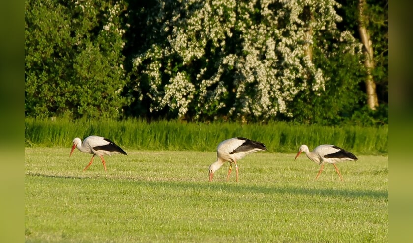 <p>Ooievaars eten wat hun voor de voeten komt. Foto: Yvonne Buis</p>