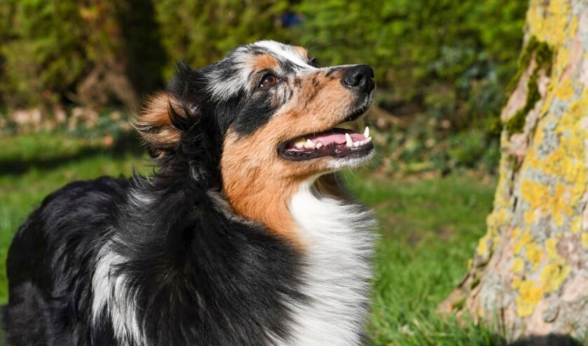<p>De mama van de toekomstige hulphond van Naomi heeft intussen haar nest met beweeglijke pups.</p>