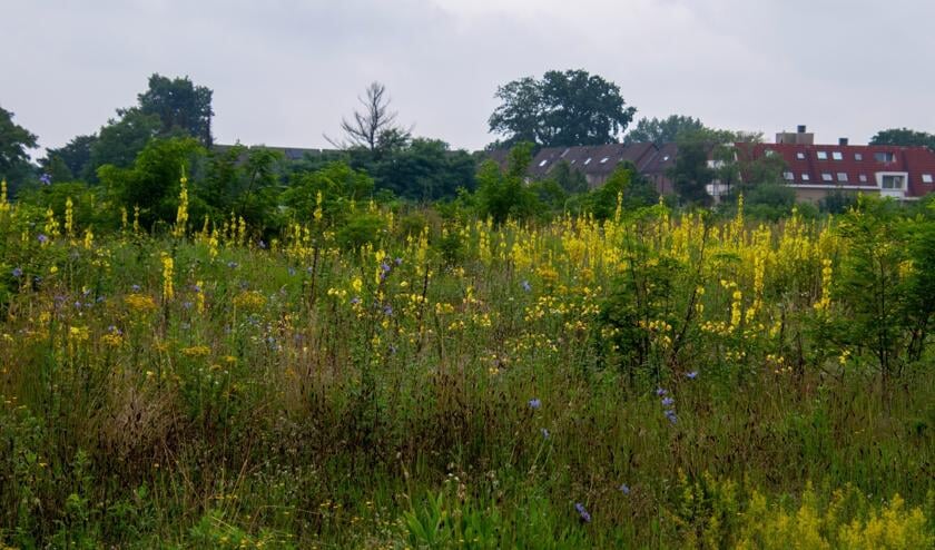 <p>Laat de natuur haar gang gaan en de bloemen komen. Foto: Peter Leunissen.</p>