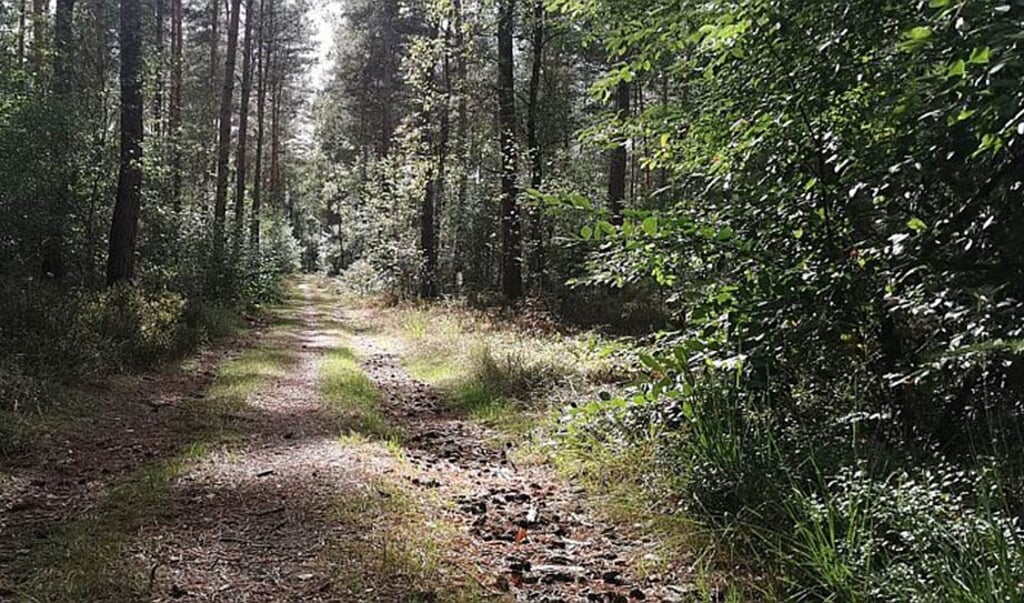 De fraaie aanblik van het Markervoortse bos.