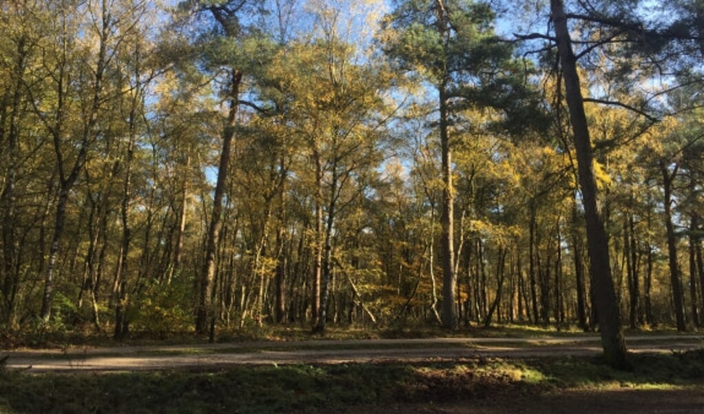 Schaddevelderduinen. Foto: IVN