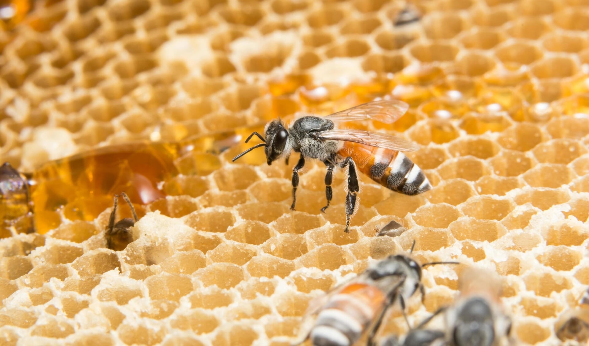 Bijen op een honingraat.