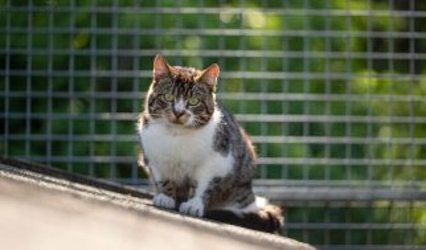Een van de gratis te adopteren boerderijkatten.