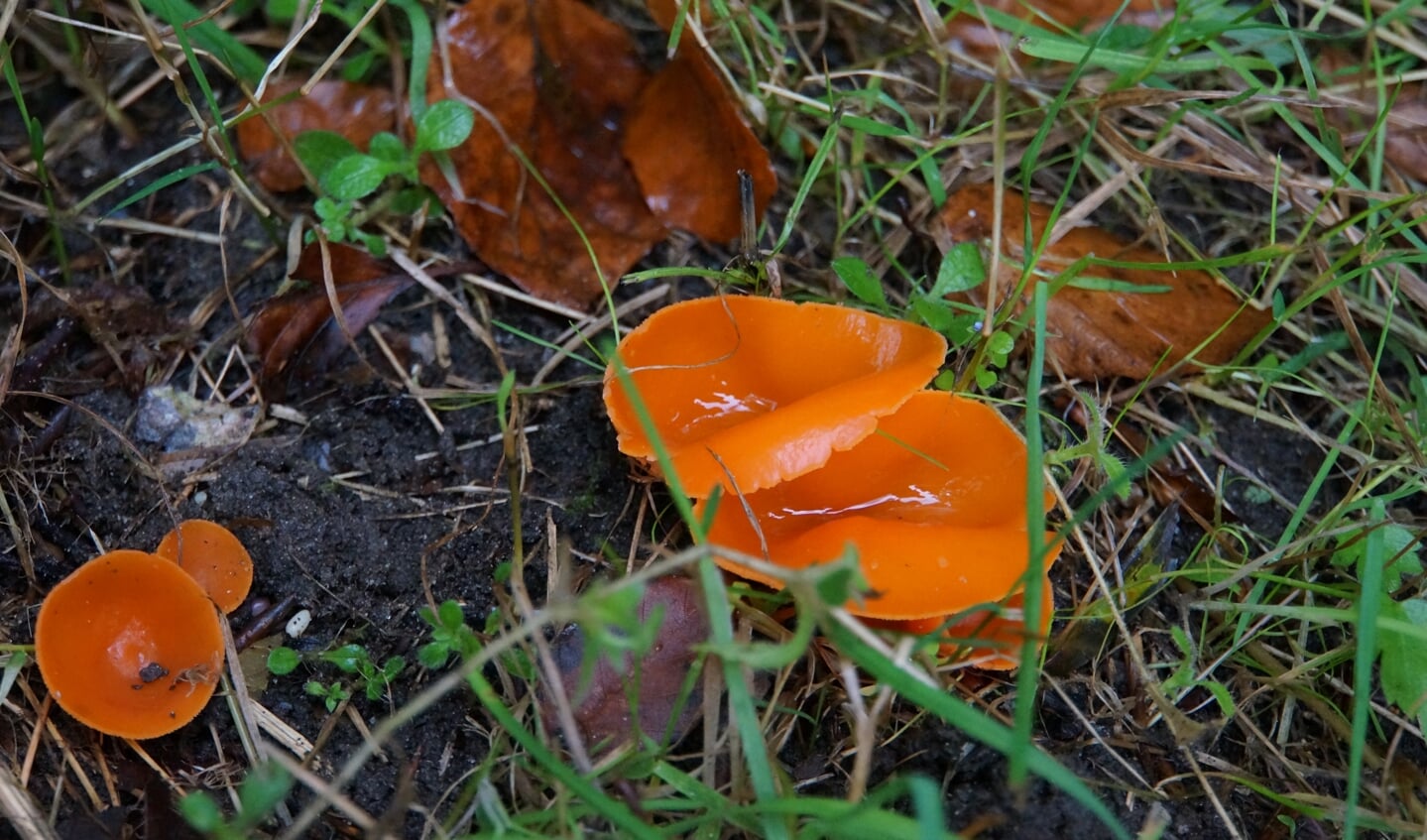 De kleine oranje bekerzwam. Foto: IVN