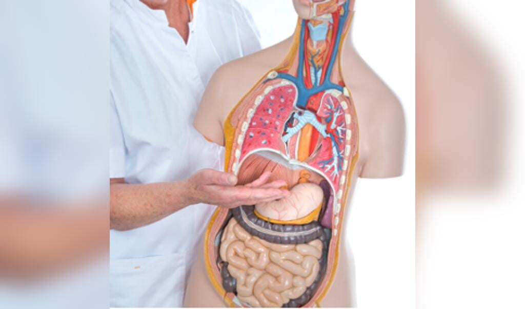 Medisch model van organen zoals maag en slokdarm. Bron: Medische Fotografie Gelre ziekenhuizen