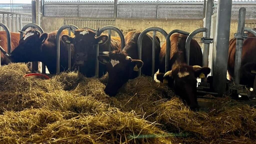 Koeien in de stal. Foto: Herenboeren