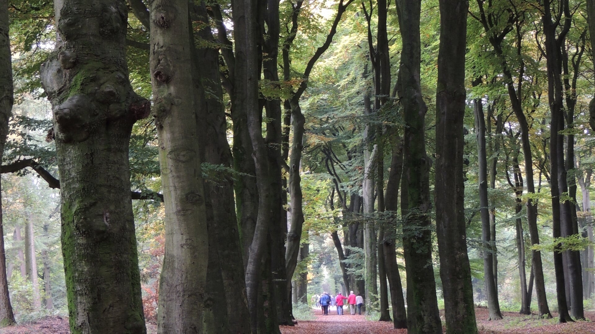 Rozendaalse Bos. Foto: IVN