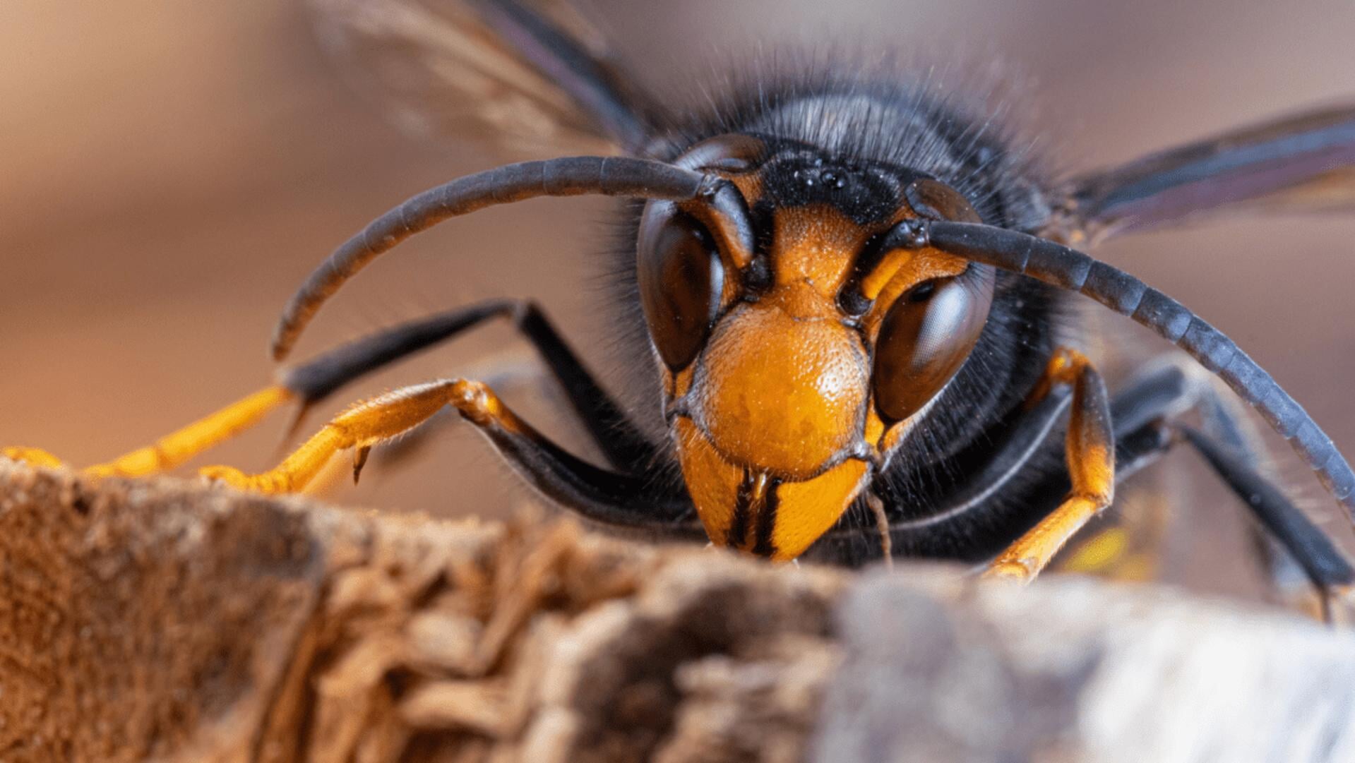 Aziatisch hoornaar heeft geen natuurlijke vijanden in Nederland.