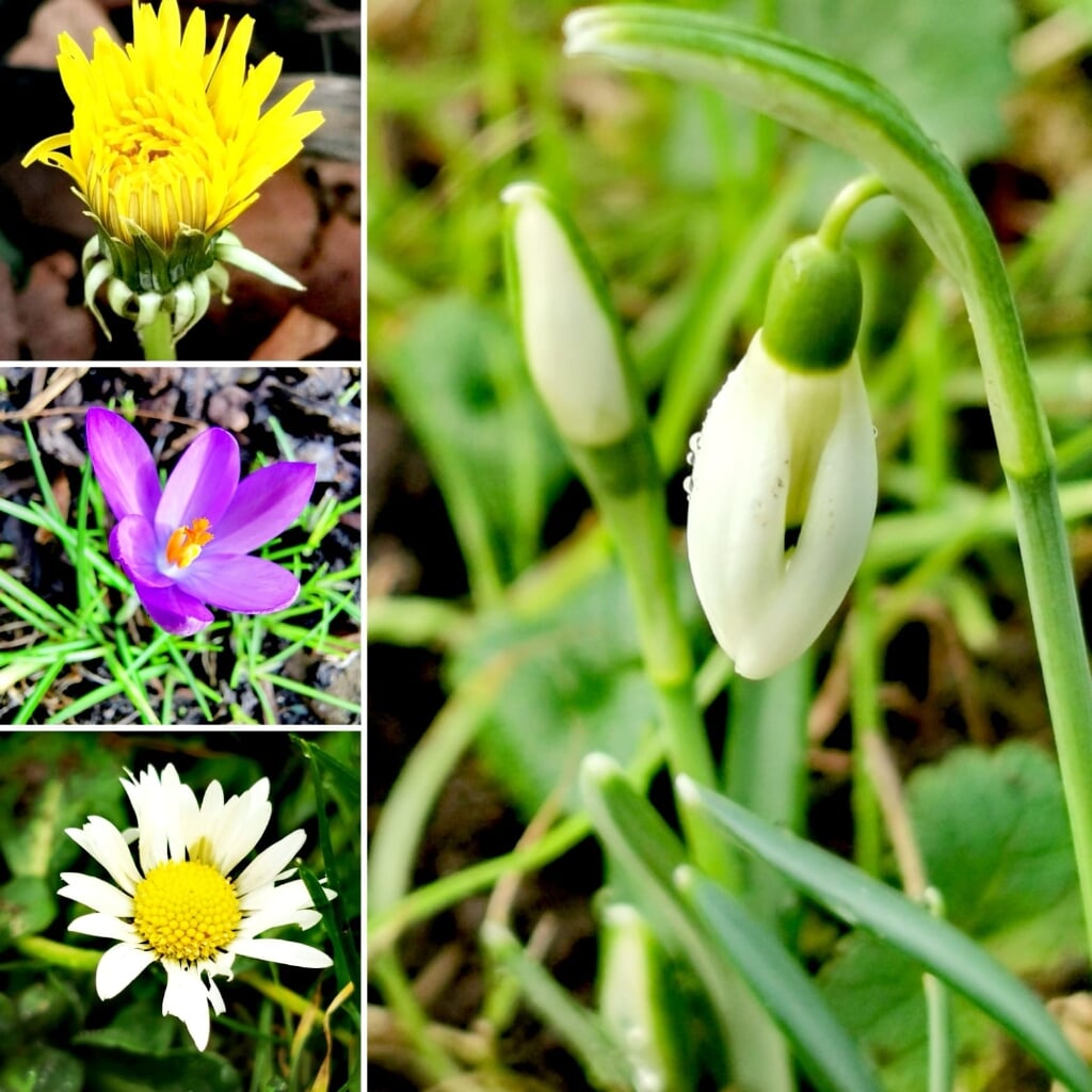 Flora en fauna in Eerbeek.