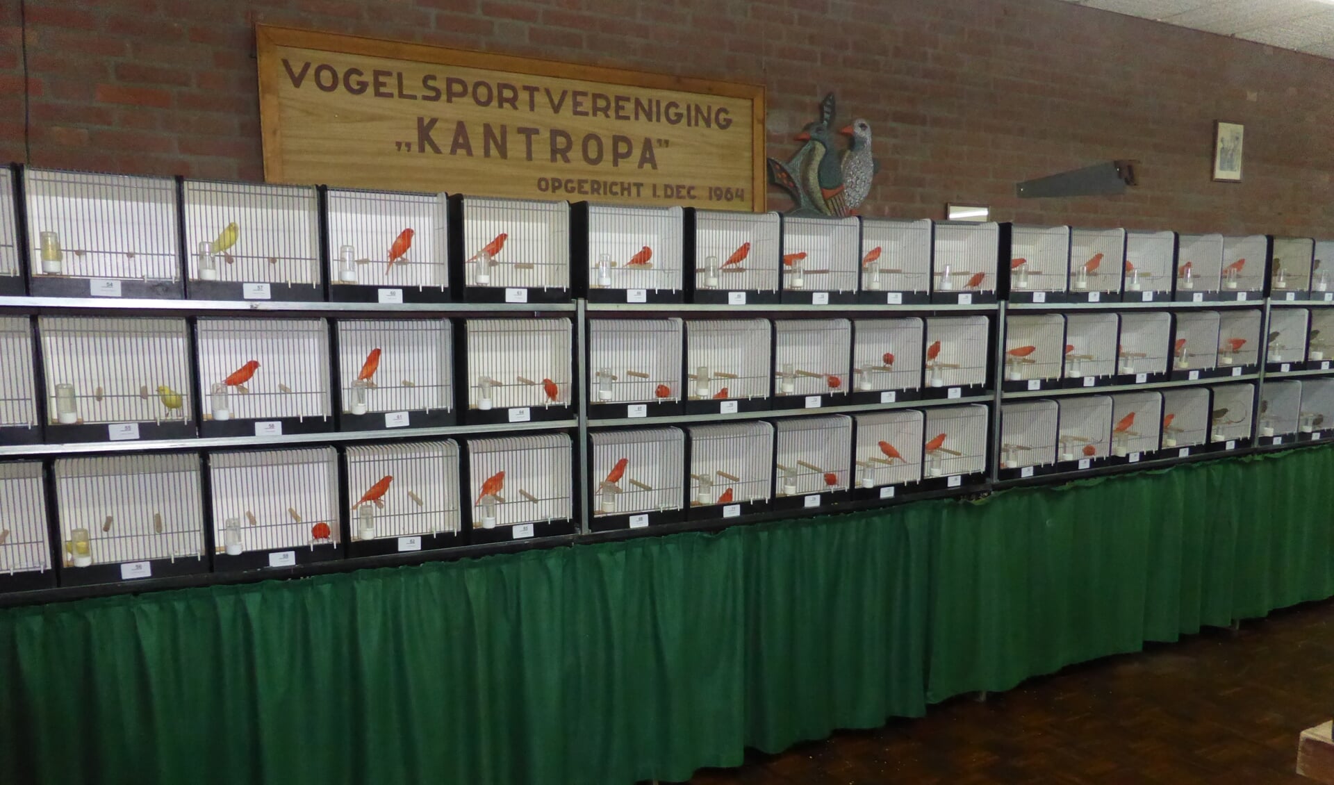 Vogeltentoonstelling Kantropa Ooterhout. (foto: Th. Boetzel)