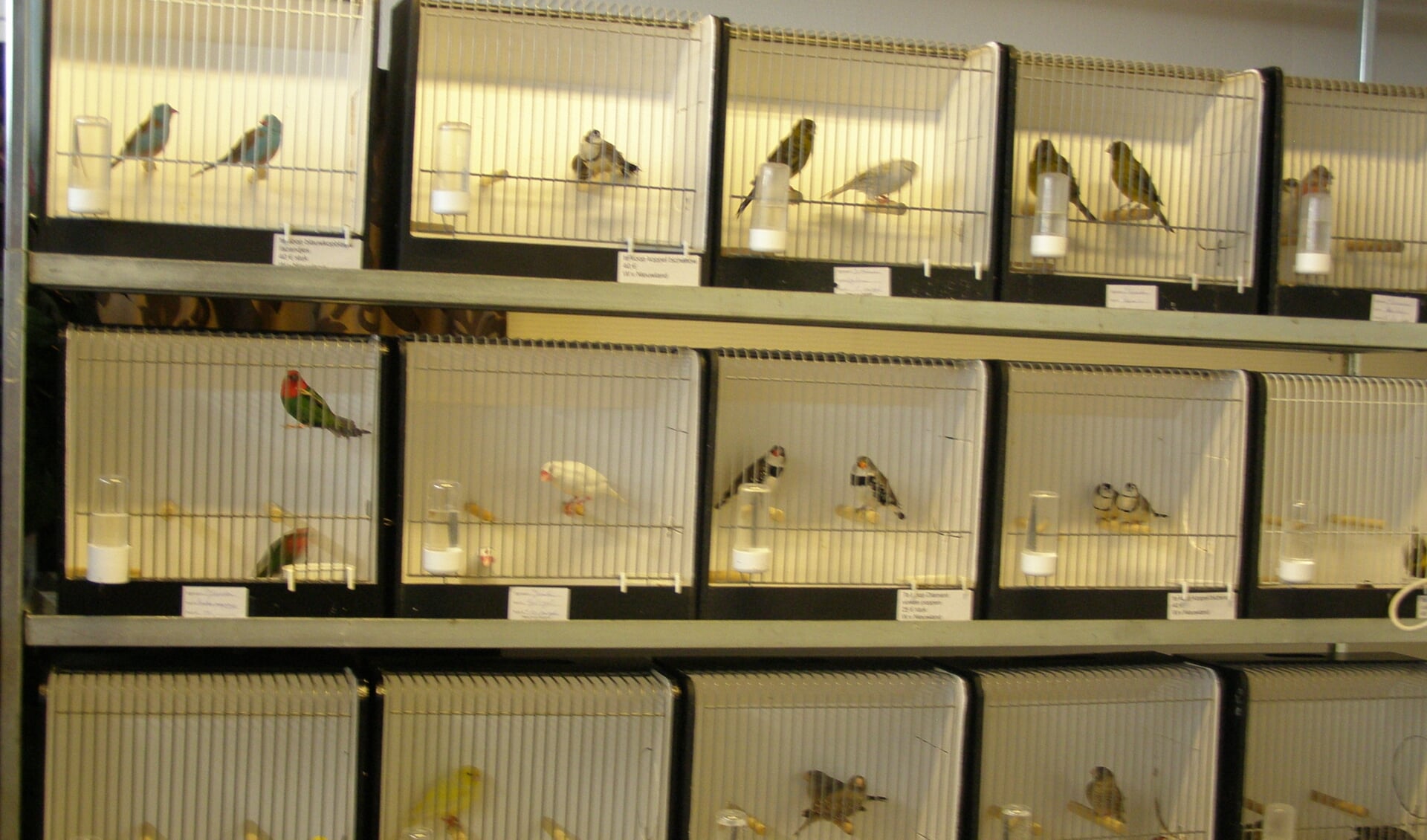 Indruk vogeltentoonstelling De Martel. (foto: Henk Peters)