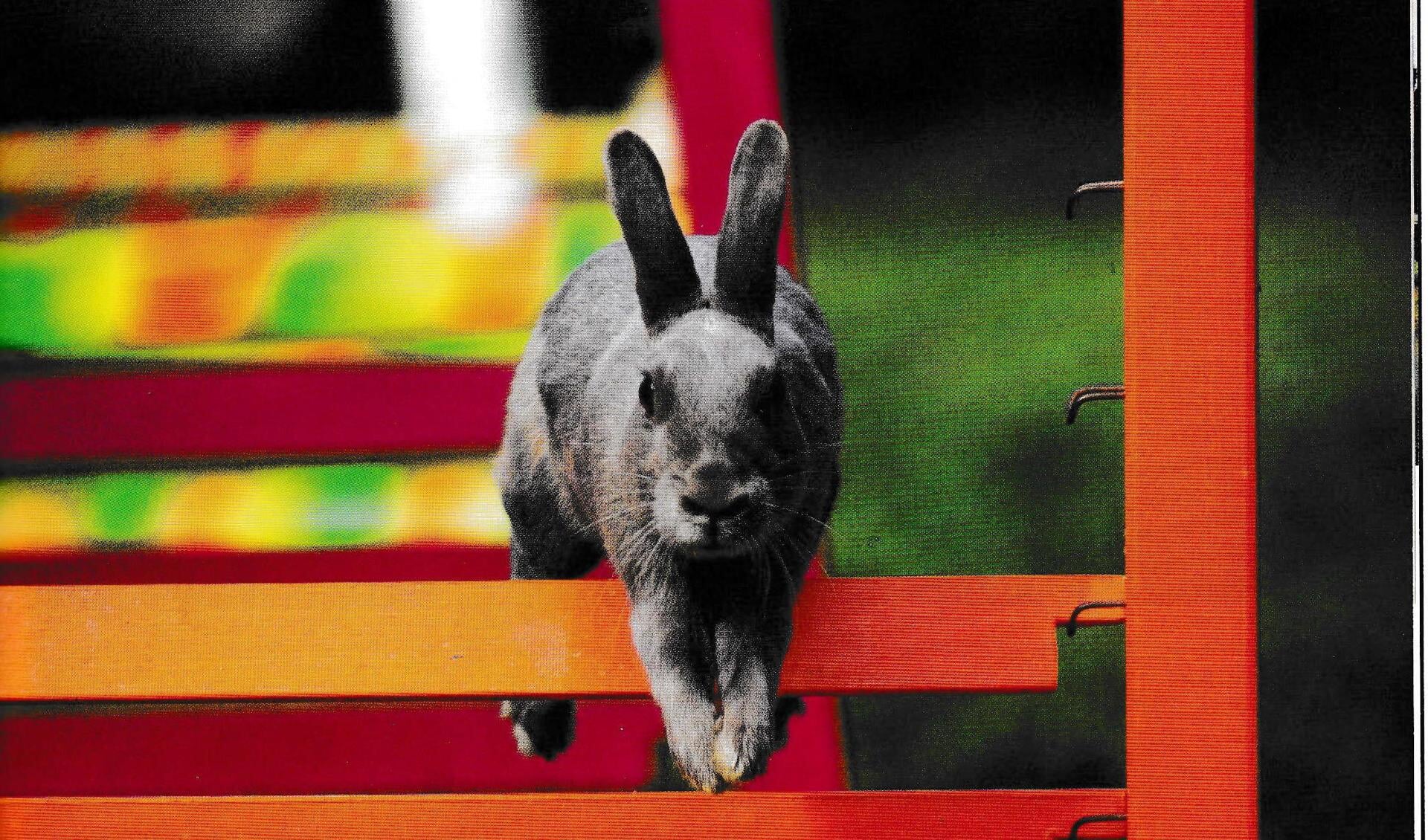 Plasticiteit Heerlijk rotatie Konijn Hop: sport en spel voor konijnen! - Al het nieuws uit  Over-Nederbetuwe