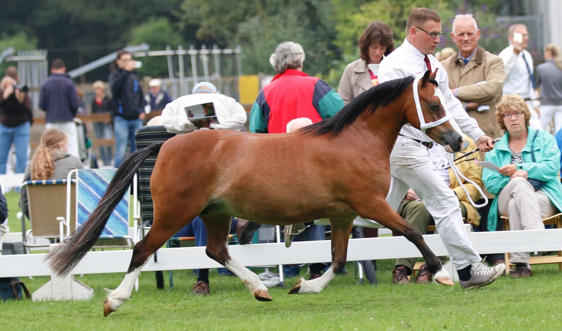 Het voorbrengen van een Welsh-pony op de keuring (foto: Daniëlle Hooiveld)
