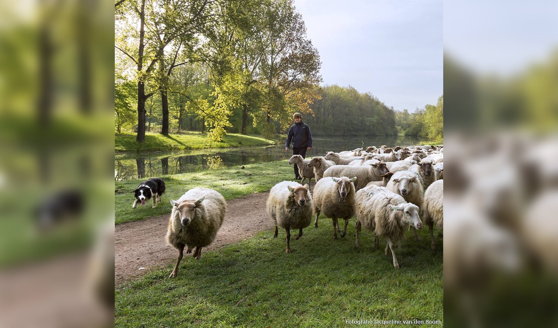 Herder met schapen