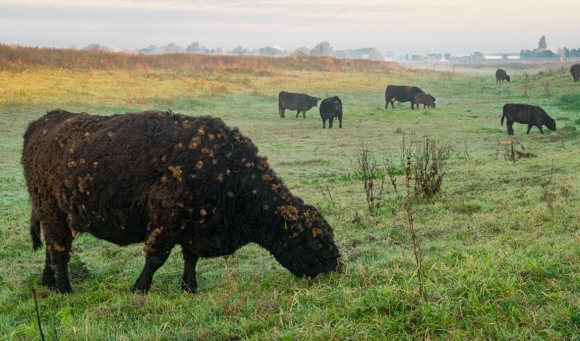Positief effect natuurlijke begrazing in de Gelderse Poort. (foto: Fokko Erhart)